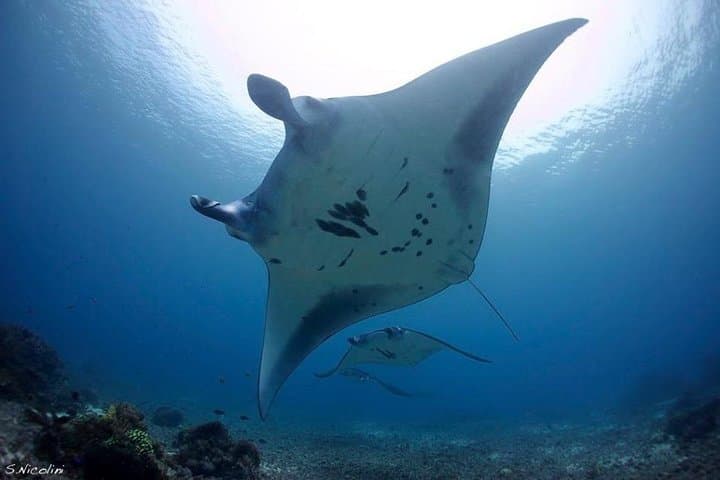 One-Day Komodo Sailing: Padar Views, Pink Beach & Manta Encounters photo 6
