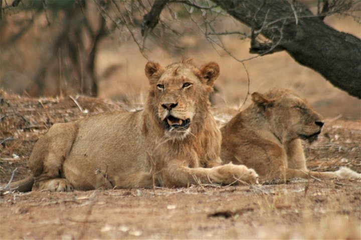 Morning Kruger National Park Safari: Half-Day Game Drive from Hazyview photo 2
