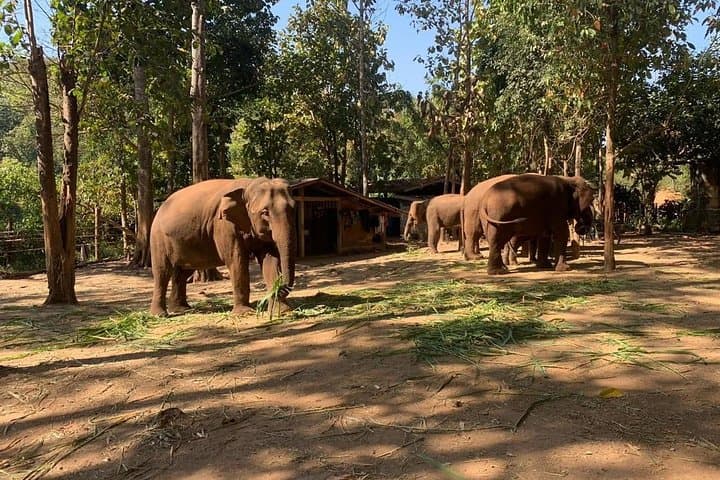 Chiang Mai Jungle Day: Ethical Elephant Encounters, Bamboo Rafting & Waterfall Swim photo 4