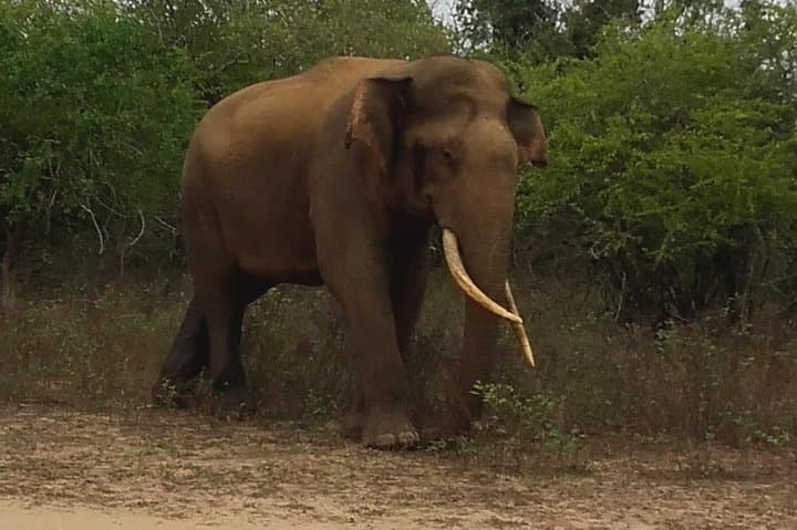 South Sri Lanka: 3-Day Coastal Explorer & Yala Safari photo 5