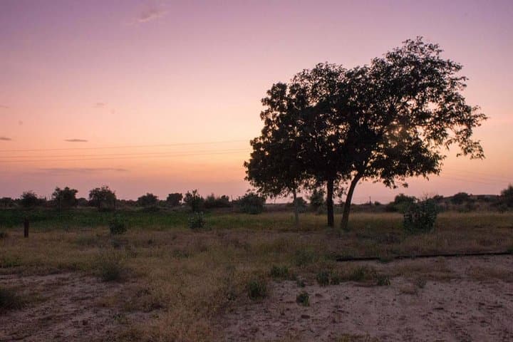 Private Jaisalmer Rural Farm Tour: Hands-On Desert Farm Experience photo 2