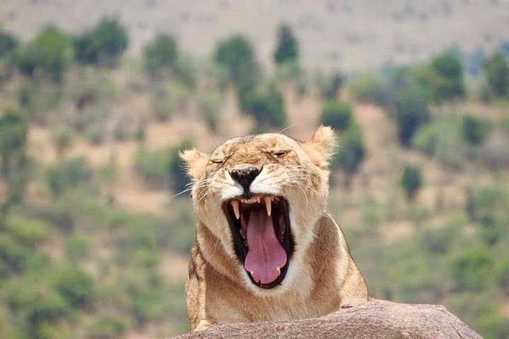 3-Day Maasai Mara Safari: Game Drives, Camp Nights & Optional Balloon Flight