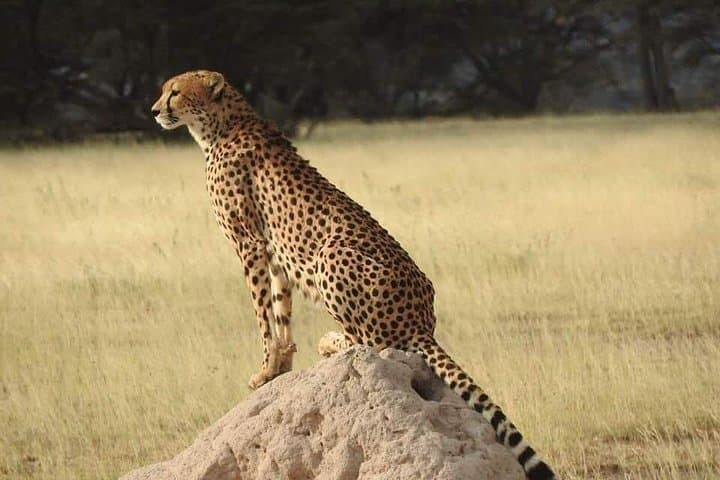 7-Day Big Five Safari: Maasai Mara, Amboseli & Lake Nakuru photo 4