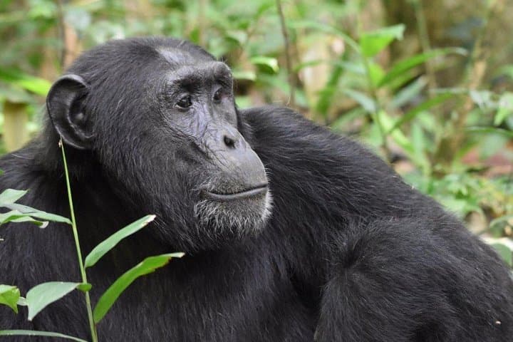 3-Day Chimpanzee Tracking in Kibale National Park, Uganda photo 2
