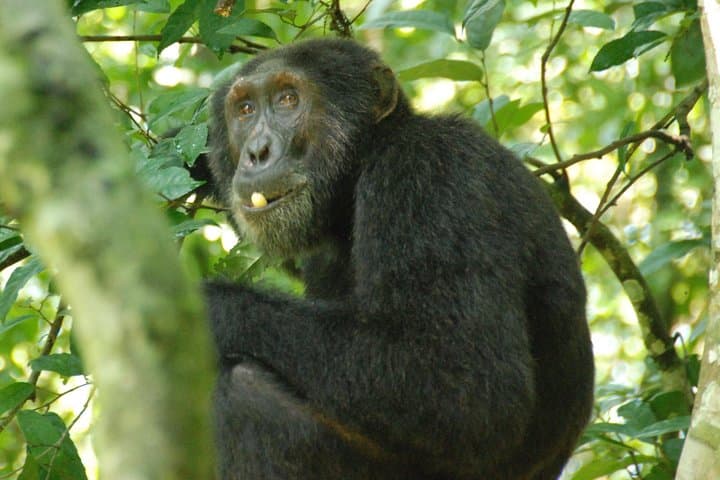 3-Day Chimpanzee Tracking in Kibale National Park, Uganda photo 4