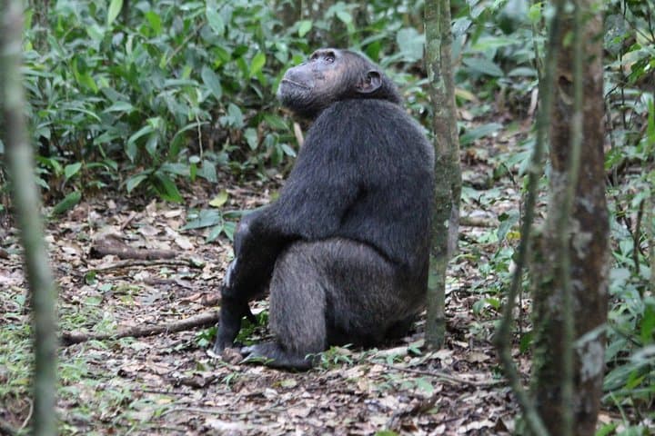 3-Day Chimpanzee Tracking in Kibale National Park, Uganda photo 6