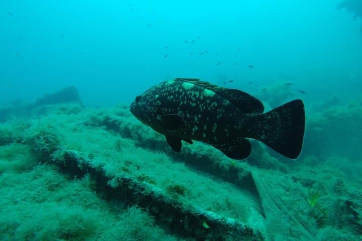 Octopus Rock Exploration: Djerba Certified Diver Adventure photo 2