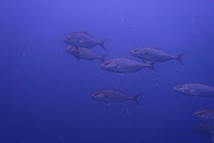 Octopus Rock Exploration: Djerba Certified Diver Adventure photo 3