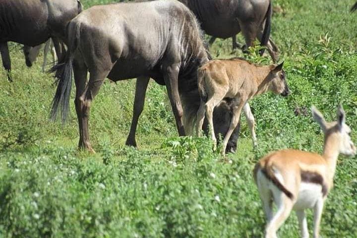 4-Day Mikumi & Udzungwa Safari: Sanje Falls and Mikumi Game Drives from Dar es Salaam