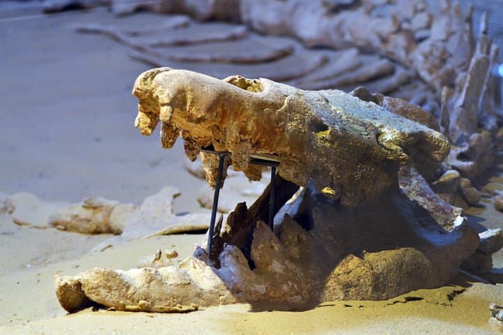 Full-Day Fayoum Oasis Private Tour: Wadi El-Hitan, Sandboarding & Magic Lake from Cairo photo 2
