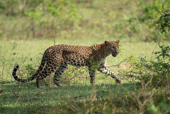 Yala National Park Jeep Safari: Full-Day Leopard & Wildlife Excursion from Colombo