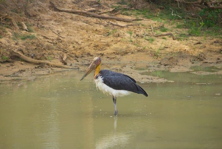 Yala National Park Jeep Safari: Full-Day Leopard & Wildlife Excursion from Colombo photo 4