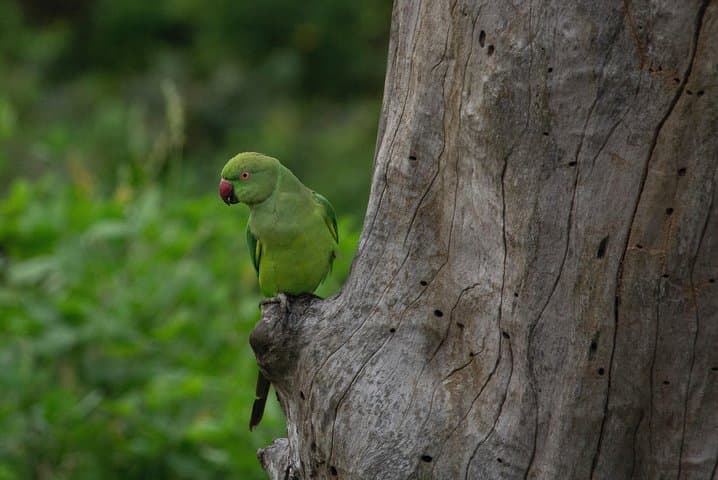Yala National Park Jeep Safari: Full-Day Leopard & Wildlife Excursion from Colombo photo 5