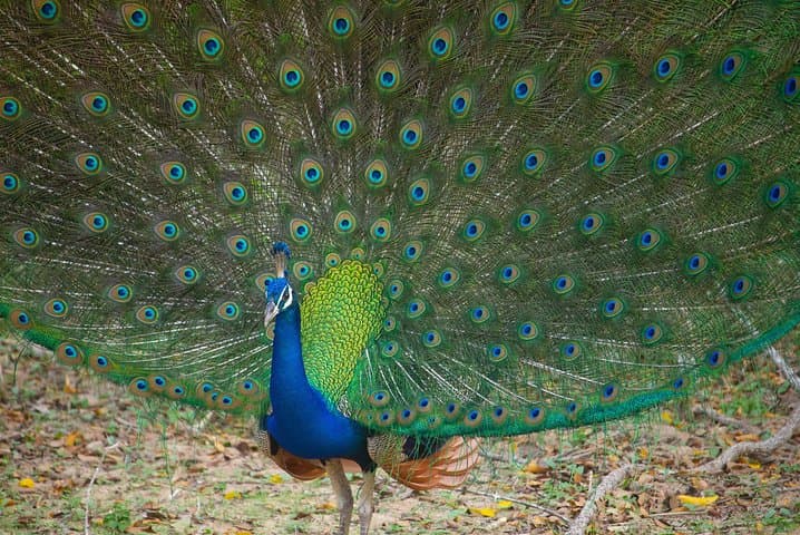 Yala National Park Jeep Safari: Full-Day Leopard & Wildlife Excursion from Colombo photo 2