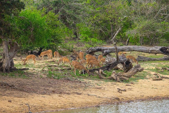 Yala National Park Jeep Safari: Full-Day Leopard & Wildlife Excursion from Colombo photo 3