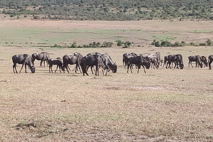 3 Days in Maasai Mara: Best of Kenya Safari Adventure photo 4