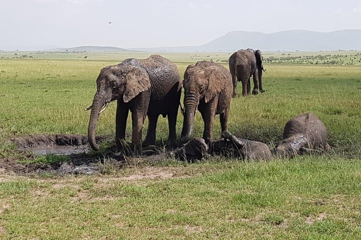 3 Days in Maasai Mara: Best of Kenya Safari Adventure photo 5
