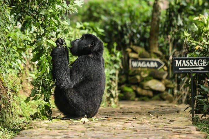 48-hour-gorilla-trek-from-kigali-to-bwindi