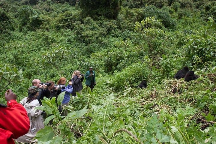 48-hour-gorilla-trek-from-kigali-to-bwindi photo 2