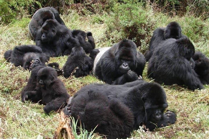 48-hour-gorilla-trek-from-kigali-to-bwindi photo 4