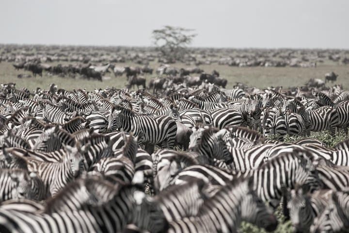 Kenya Tanzania Herdtracker Migration Safari — 8-Day Wildebeest Migration Experience photo 3