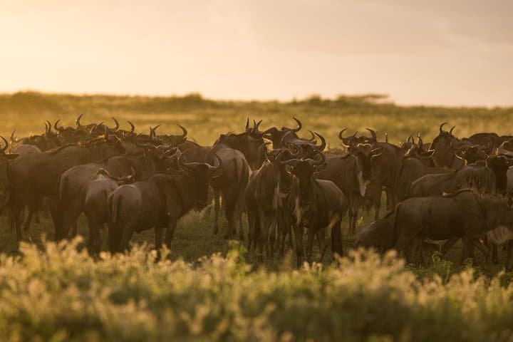 Kenya Tanzania Herdtracker Migration Safari — 8-Day Wildebeest Migration Experience photo 4