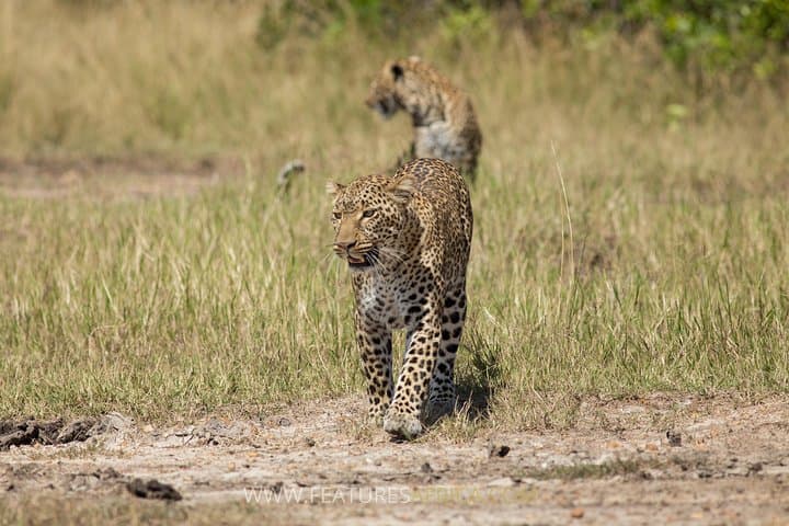 Kenya Tanzania Herdtracker Migration Safari — 8-Day Wildebeest Migration Experience photo 5