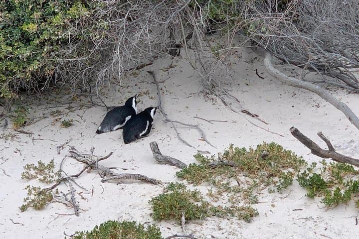 Full-Day Cape Peninsula and Table Mountain Private Tour — Cape Town Highlights photo 5