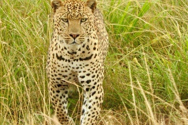 7-Day Big Five Safari: Maasai Mara, Amboseli & Lake Nakuru photo 2