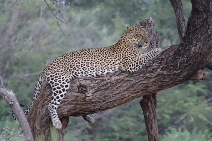 7-Day Big Five Safari: Maasai Mara, Amboseli & Lake Nakuru photo 3