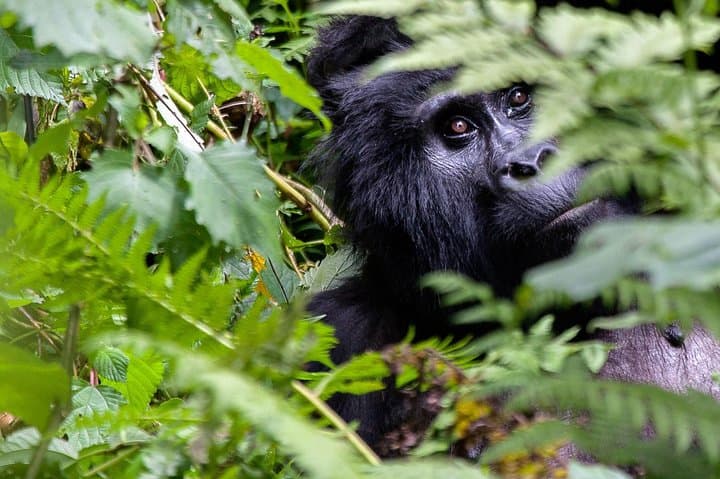 48-hour-gorilla-trek-from-kigali-to-bwindi photo 6