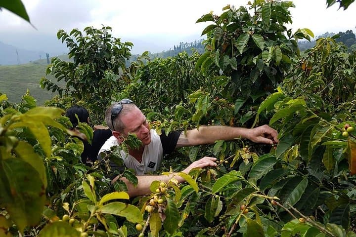 Medellín Coffee Tour: Hands-On Coffee Farm Visit & Tasting Near Medellín photo 3