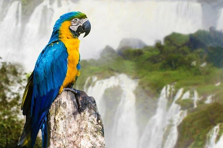 2-Day Iguazu Falls Tour: Explore the Argentine and Brazilian Sides photo 2