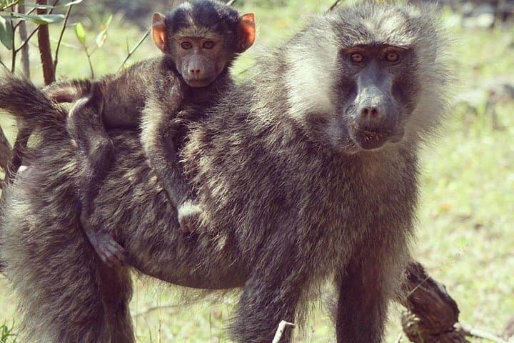 Private Full-Day Safari in Arusha National Park: Walking Safari & Game Drive
