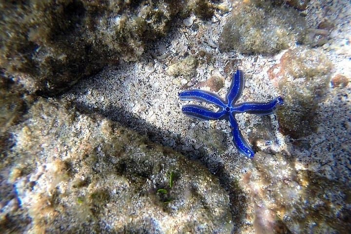 Kayak and Snorkel to Isla Chora from Sámara — Family-Friendly Pacific Wildlife Tour photo 4