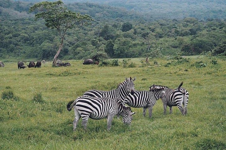 Private Full-Day Safari in Arusha National Park: Walking Safari & Game Drive photo 2