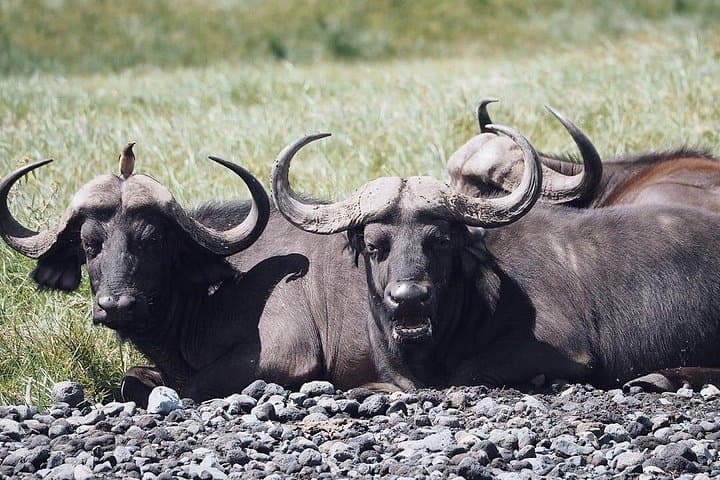 Private Full-Day Safari in Arusha National Park: Walking Safari & Game Drive photo 3