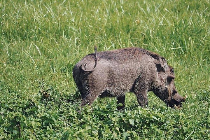 Private Full-Day Safari in Arusha National Park: Walking Safari & Game Drive photo 4