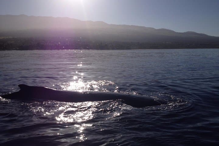 Molokini Snorkel & Turtle Tour from Kihei — 5-Hour Maui Adventure photo 6