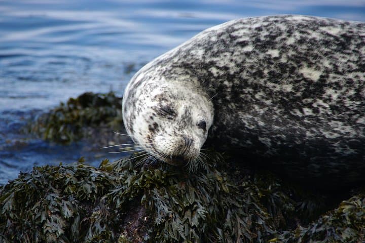 Bowman Bay Kayak Tour: Beginner-Friendly Paddling in Deception Pass State Park photo 4