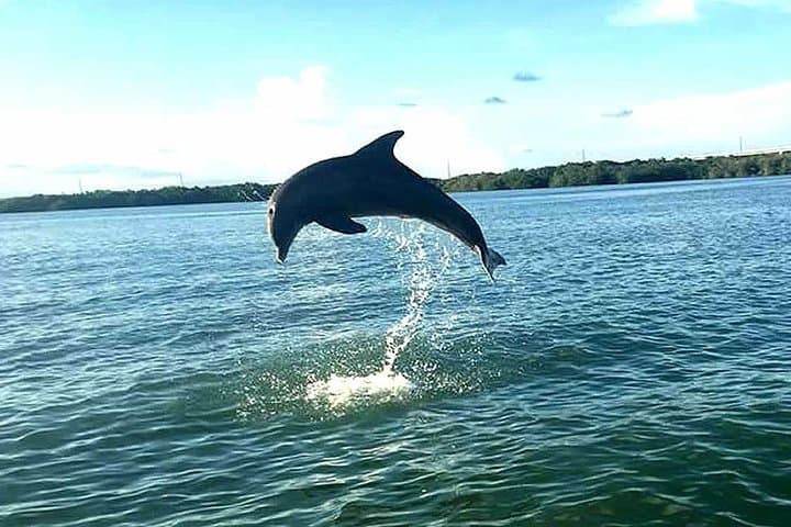 Explore Key Largo Mangroves: Private 90-Minute Eco-Tour Guide