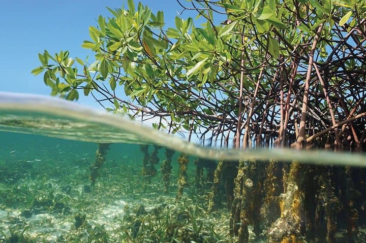 Explore Key Largo Mangroves: Private 90-Minute Eco-Tour Guide photo 3