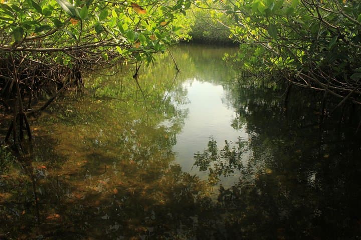 Explore Key Largo Mangroves: Private 90-Minute Eco-Tour Guide photo 4