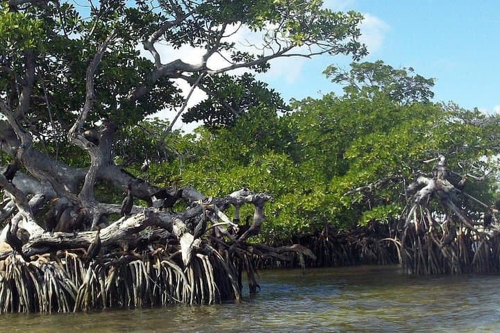 Explore Key Largo Mangroves: Private 90-Minute Eco-Tour Guide photo 5