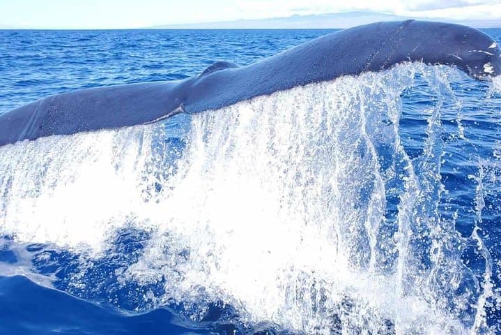 Experience Guaranteed Whale Watching in Kona: Your Ultimate Guide to Humpback Encounters
