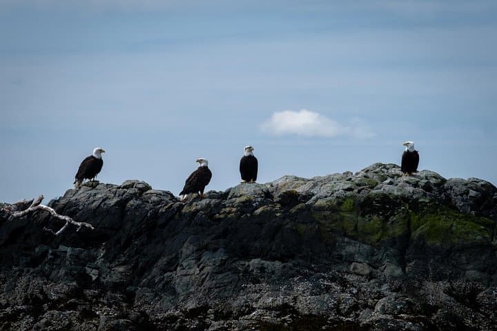 Exploring Ketchikan’s Lighthouse, Totems & Eagles: A Coastal Wildlife and Culture Cruise