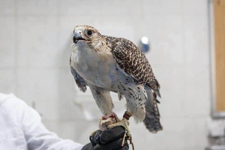 Inside Abu Dhabi's Falcon Hospital: Free-Flight Tours & Falcon Encounters
