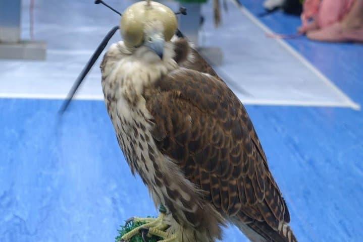 Inside Abu Dhabi's Falcon Hospital: Free-Flight Tours & Falcon Encounters photo 5