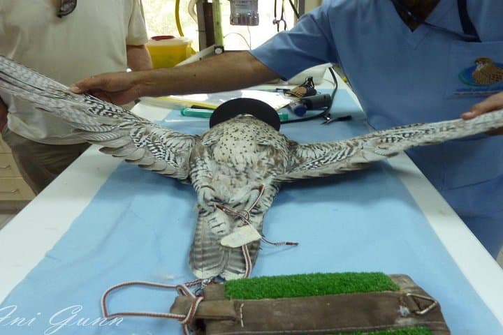 Inside Abu Dhabi's Falcon Hospital: Free-Flight Tours & Falcon Encounters photo 6