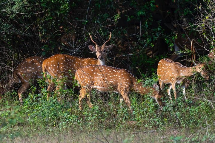 Yala National Park Jeep Safari: Full-Day Leopard & Wildlife Excursion from Colombo photo 6